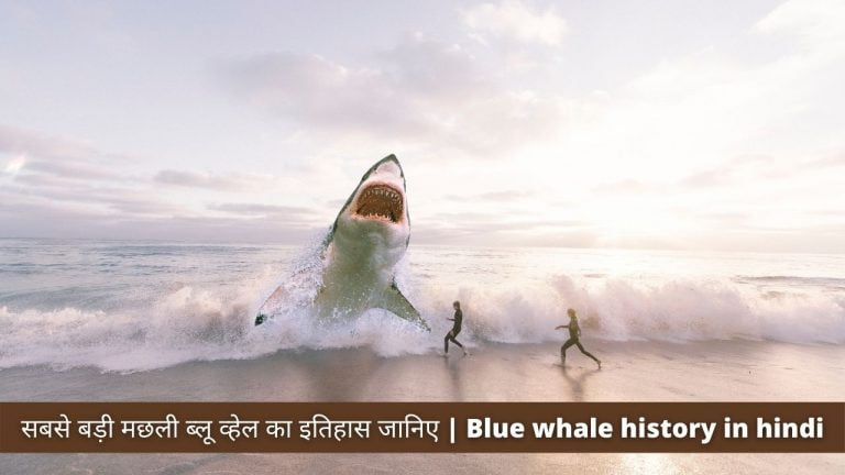 सबसे बड़ी मछली ब्लू व्हेल का इतिहास जानिए Blue whale history in hindi