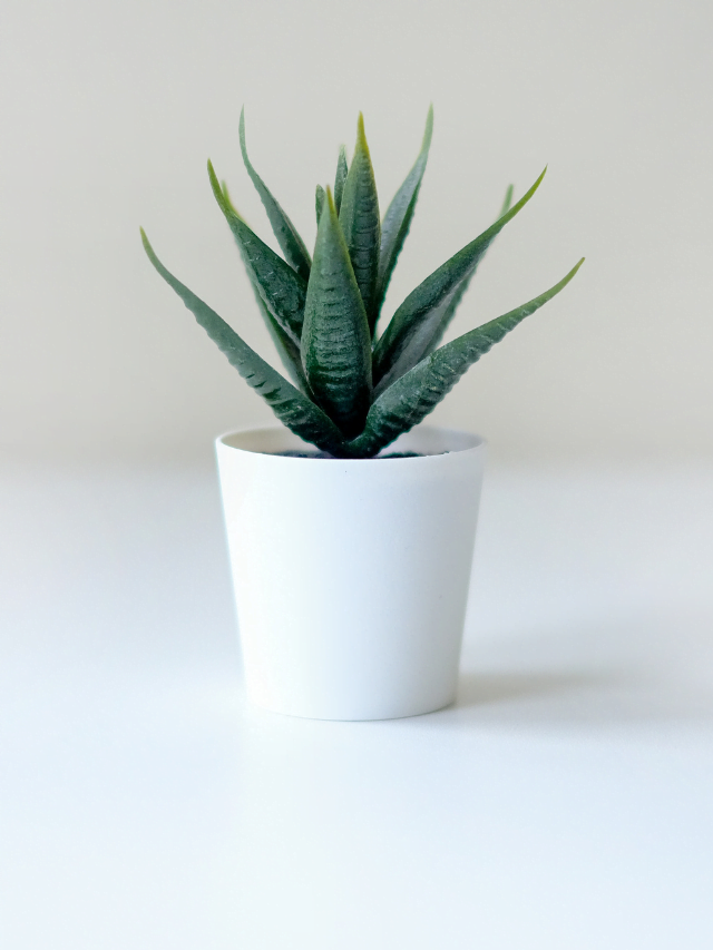 What are the uses of Aloe Vera? Let us know.