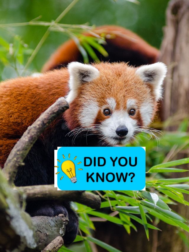 15 Amazing Fun Facts About Animals, Do You Know
