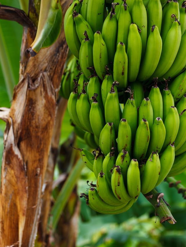 क्या मधुमेह रोगी हरा केला खा सकते हैं?