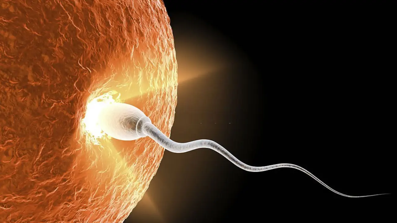 What is healthy sperm 